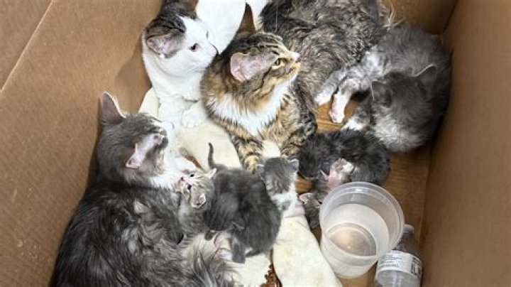 Are abandoned cats clingy?