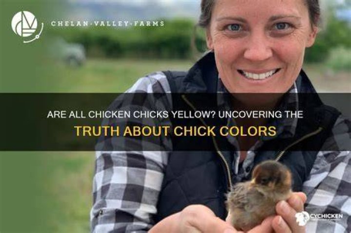 Are all chick yellow?