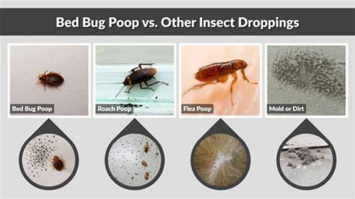 Are bed bug droppings sticky?
