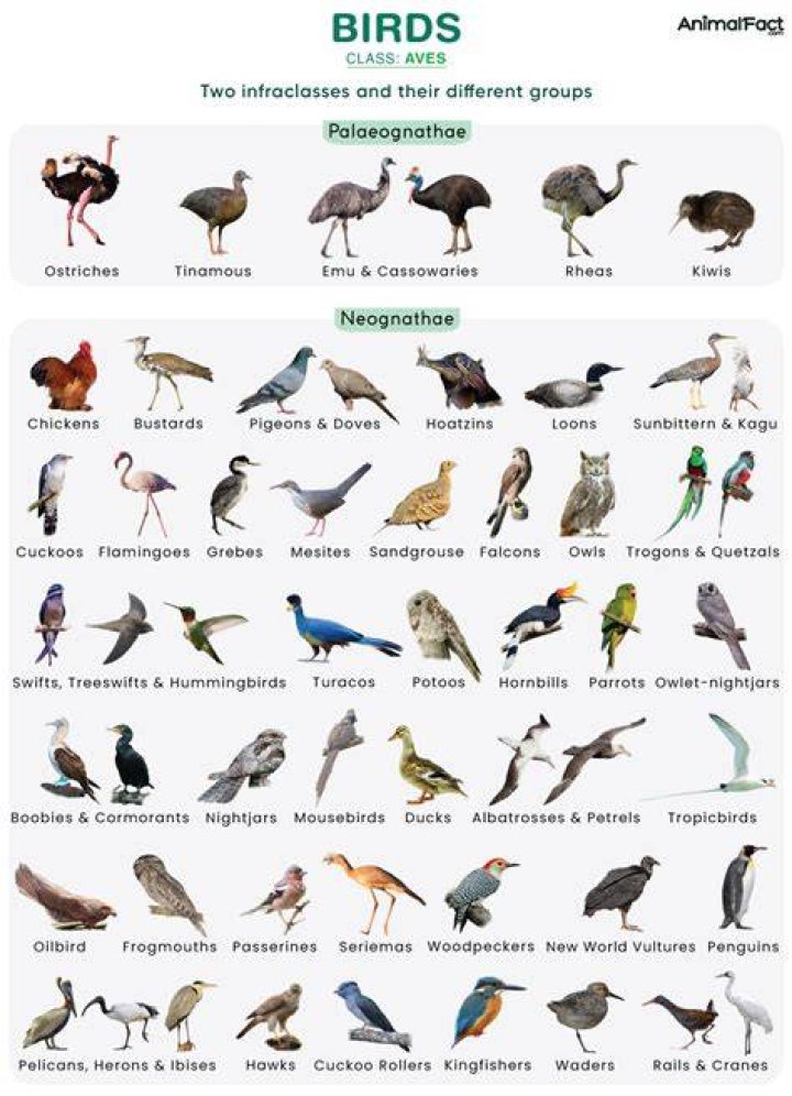 Are birds in the animal kingdom?