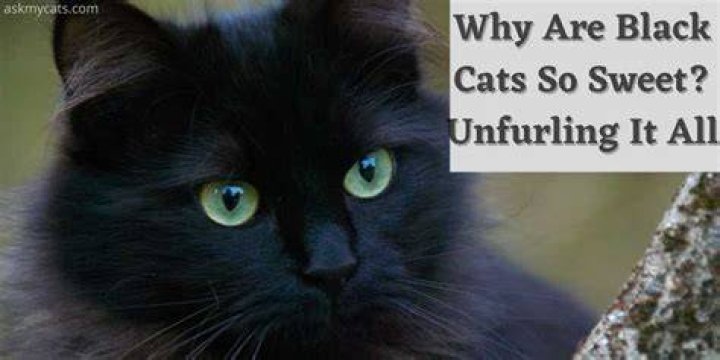 Are black cats more friendly?