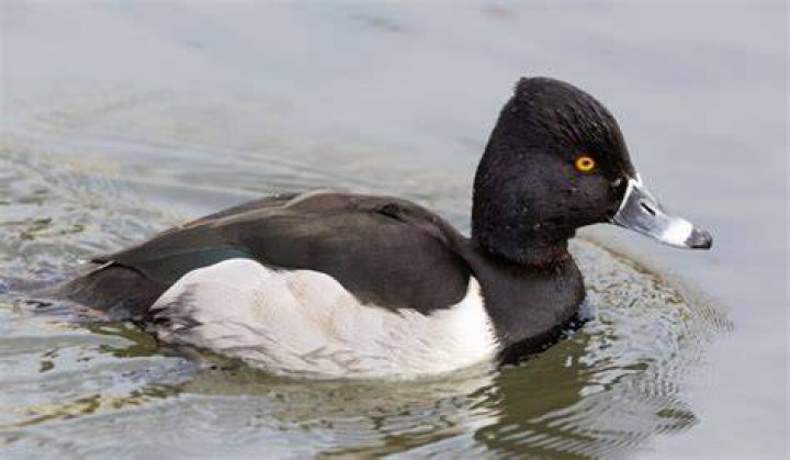 Are black heads alive?