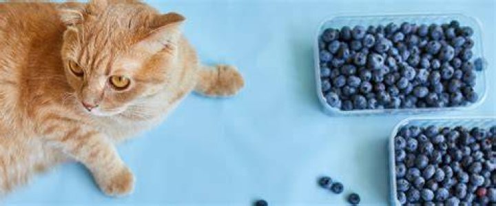 Are blueberries good for cats?