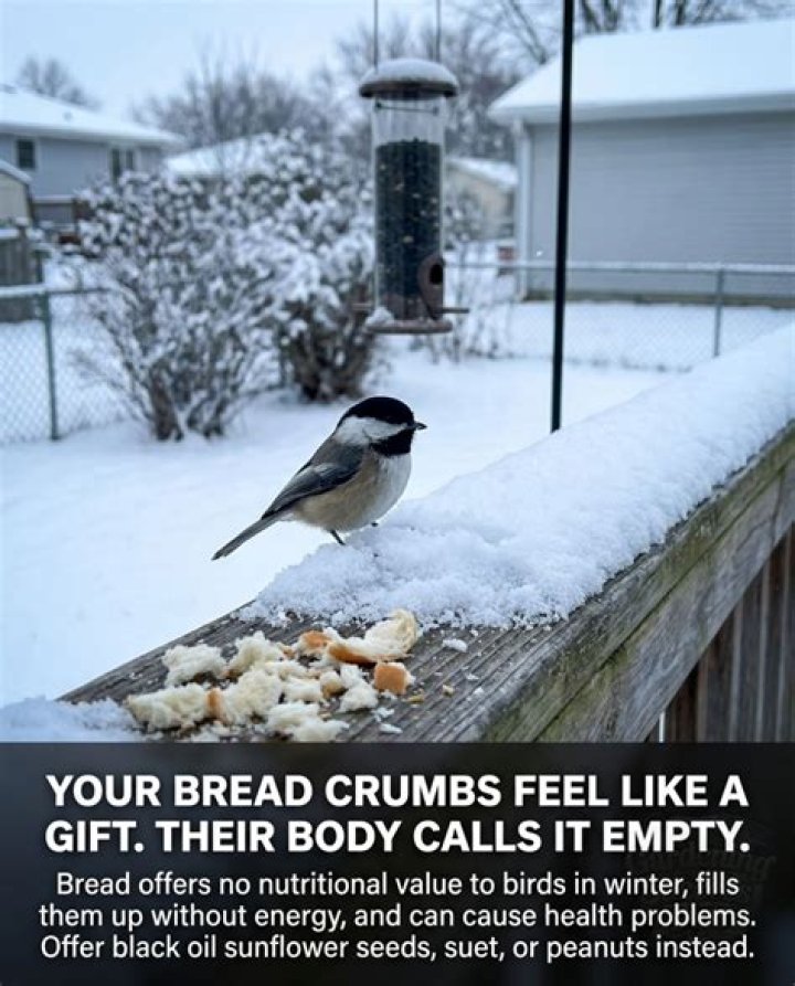 Are bread crumbs good for birds?