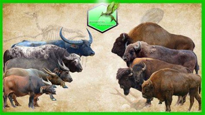 Are buffalo extinct in 2021?