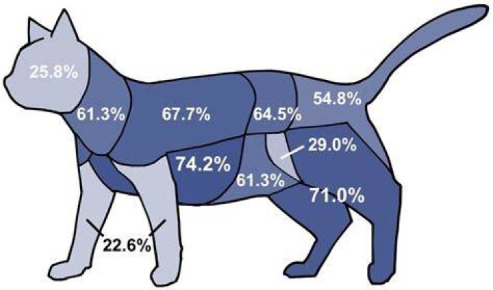 Are cats or dogs abused more?