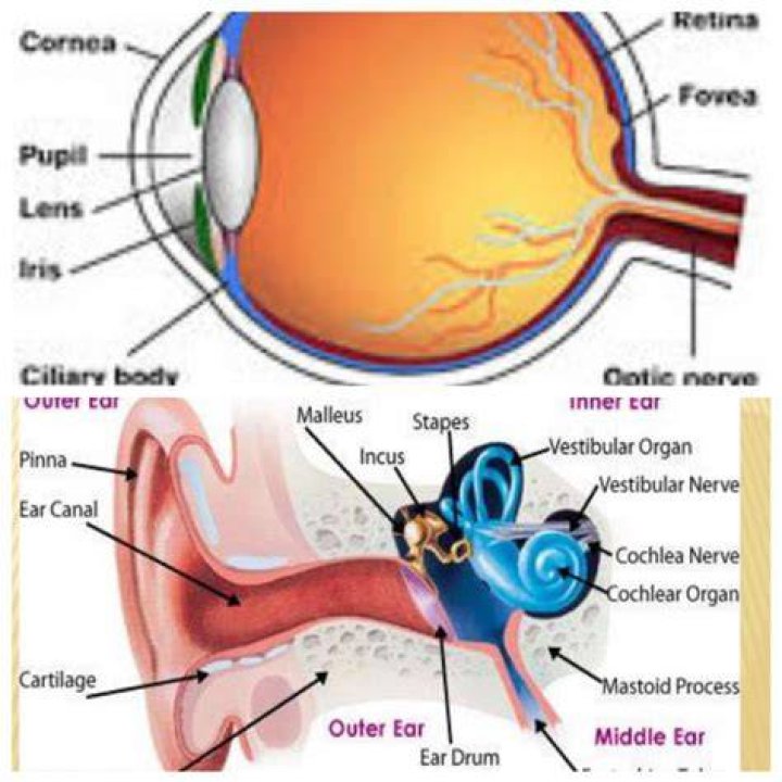 Are ears and eyes connected?