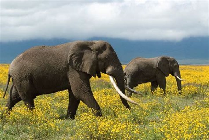 Are elephants afraid of peanuts?