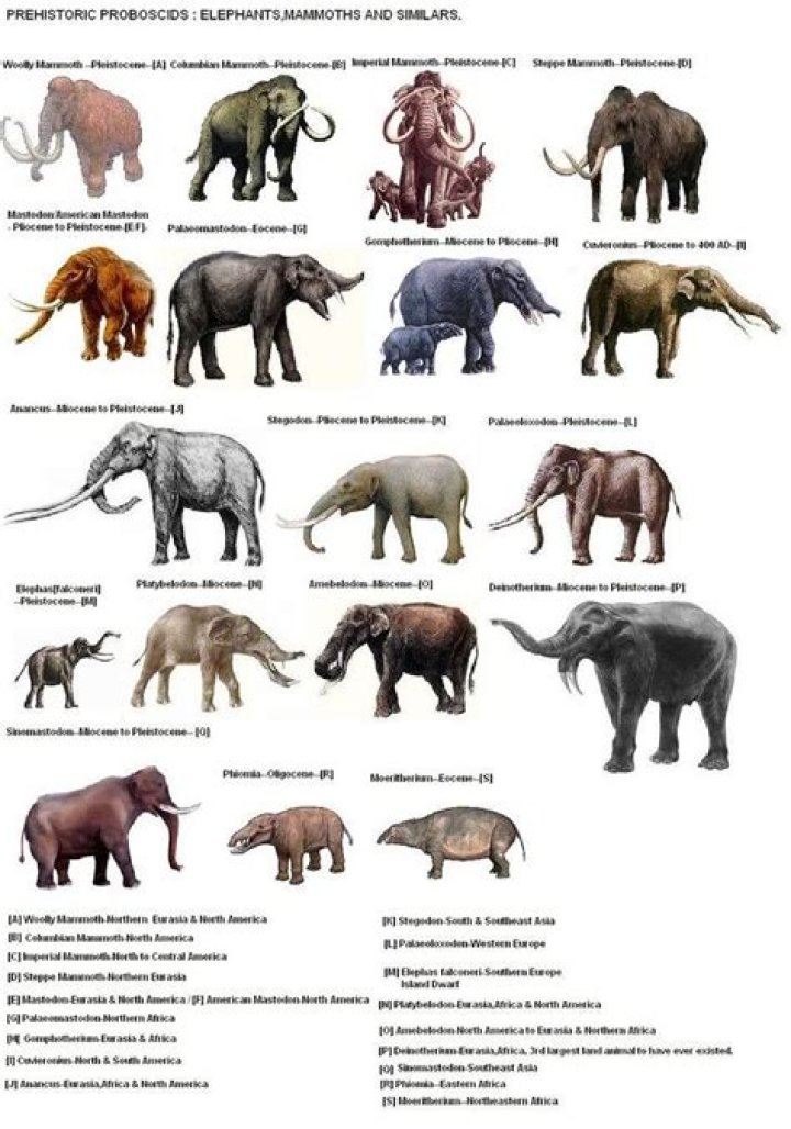 Are elephants related to dinosaurs?