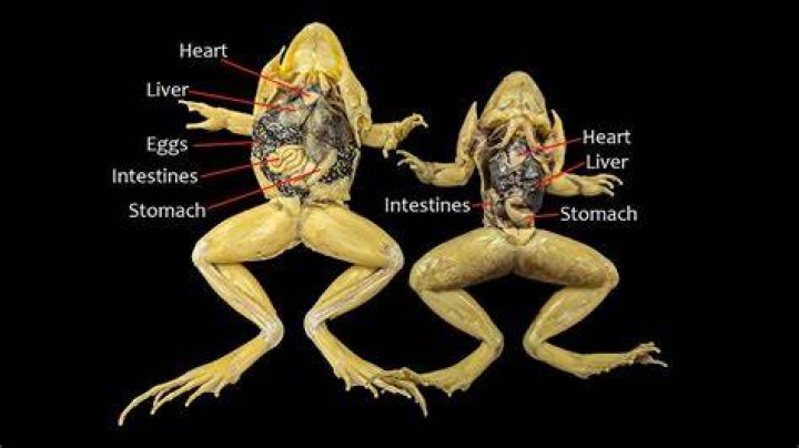 Are frogs alive during dissection?