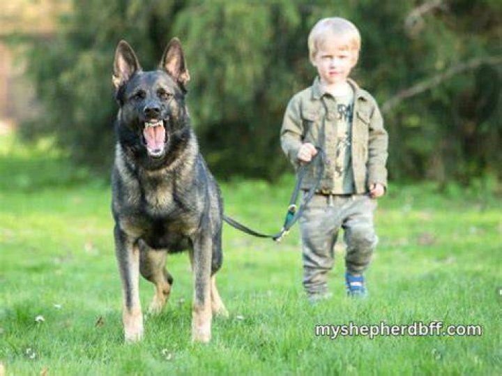 Are German Shepherds loyal to one person?