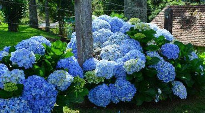 Are hydrangeas annual or perennials?