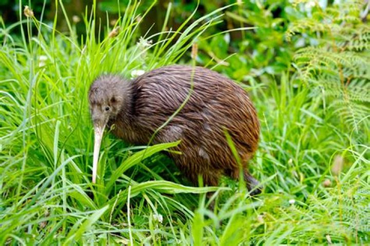 Are Kiwis native to Hawaii?