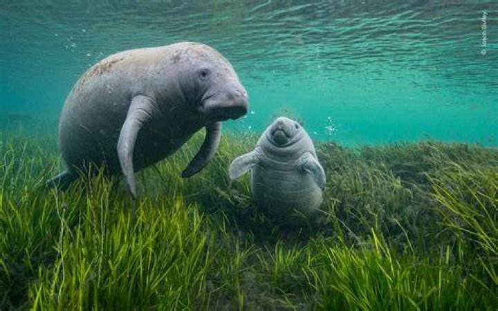Are manatees dumb?