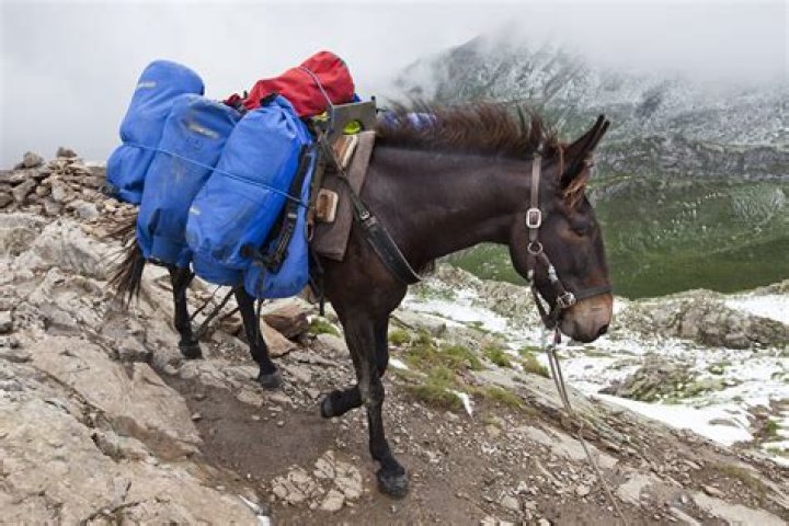 Are mules more sure footed than horses?