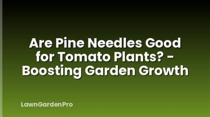 Are pine needles good for tomato plants?