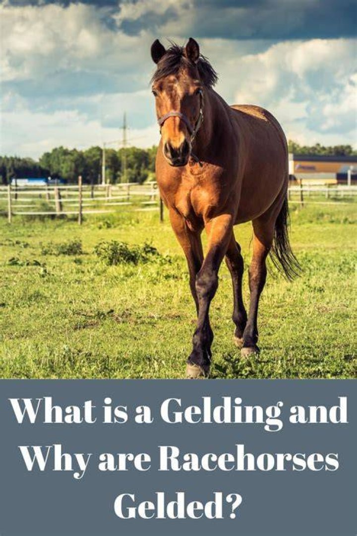 Are racehorses gelded?