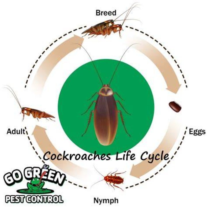Are roaches self aware?