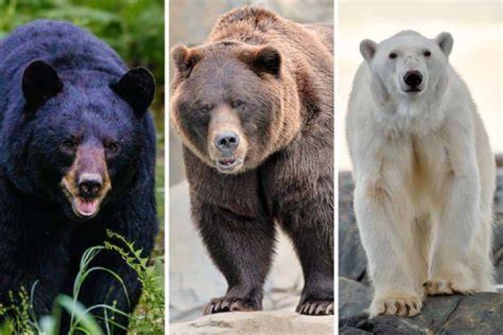 Are The bearskins real?