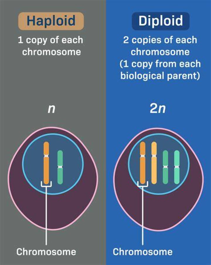 Are the cells produced just after meiosis I considered haploid or diploid and why?