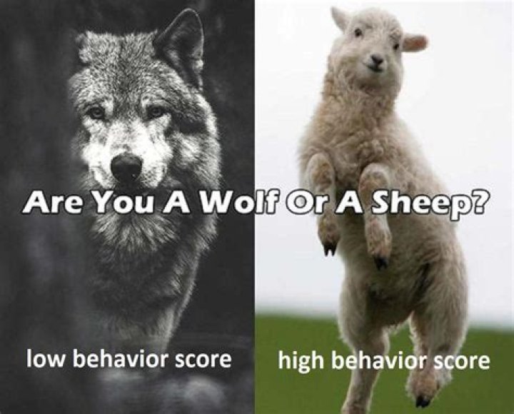 Are you a sheep or a wolf meaning?