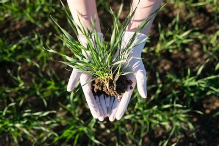 Are you supposed to bury grass seed?