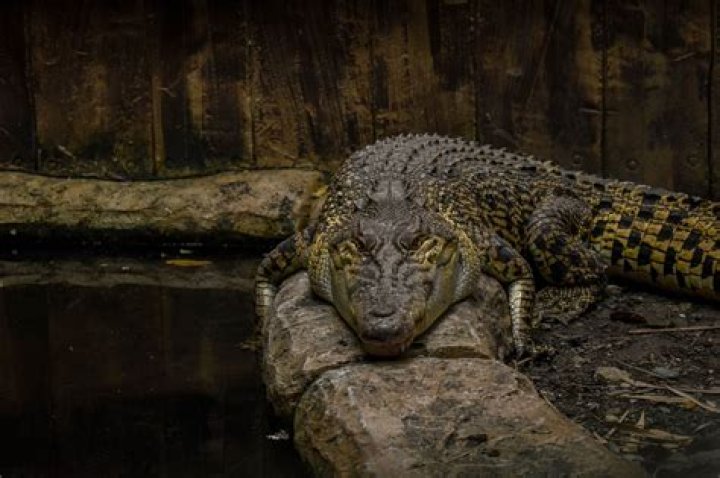 Can a crocodile swallow a human whole?