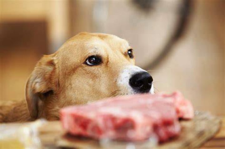 Can a dog eat a burrito?
