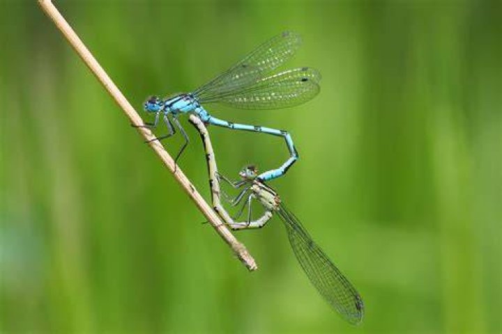 Can a dragonfly survive with a broken wing?
