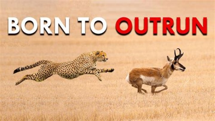 Can a man outrun a deer?
