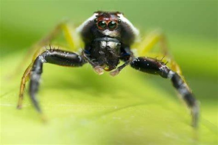 Can a spider have 6 legs?