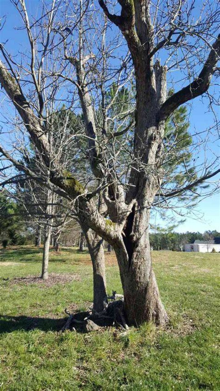 Can a tree look dead but still be alive?