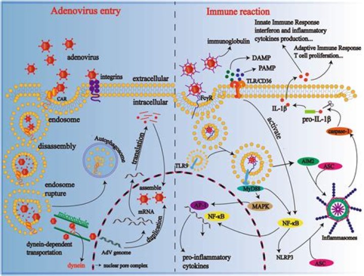 Can a viral infection turn into pneumonia?