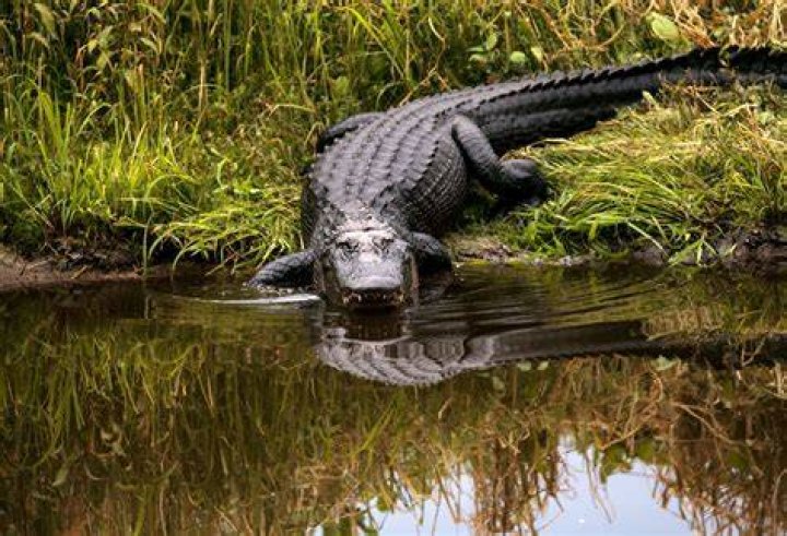 Can an alligator breed with a crocodile?