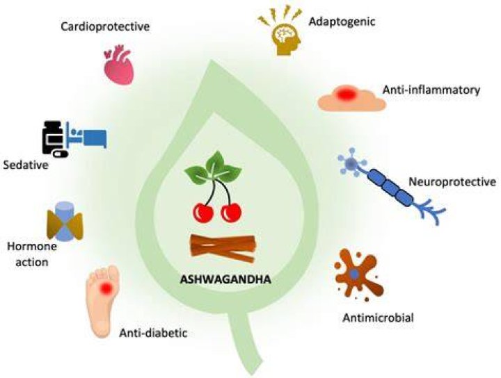 Can ashwagandha increase dopamine?