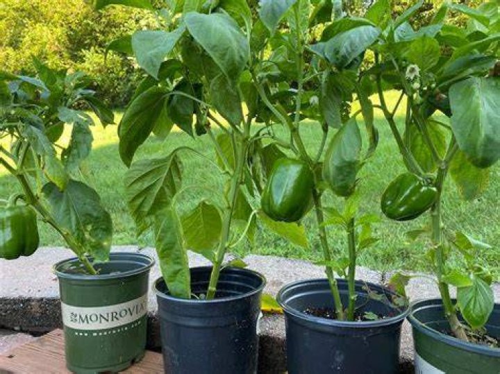 Can bell peppers and hot peppers be planted together?