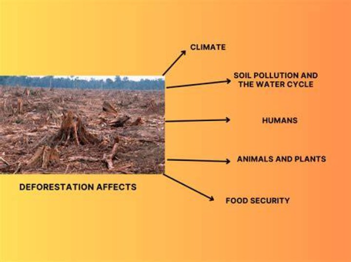Can biomass lead to deforestation?