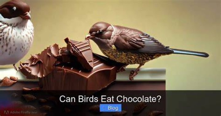 Can birds eat chocolate?