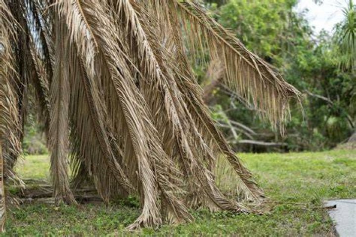 Can brown palm tree leaves turn green again?