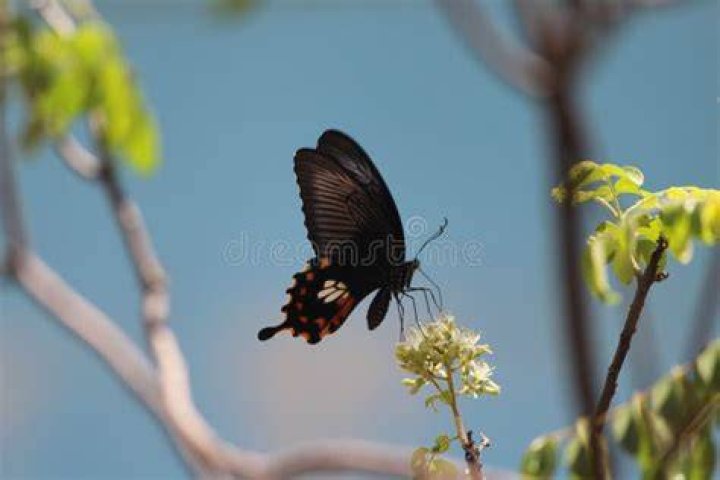 Can butterflies eat honey?