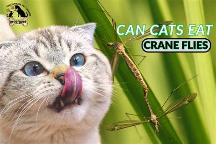 Can cats eat crane flies?