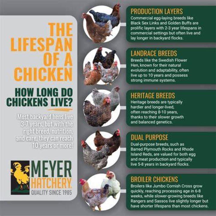 Can chickens live for 10 years?