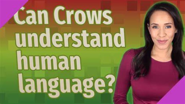 Can crows understand human language?