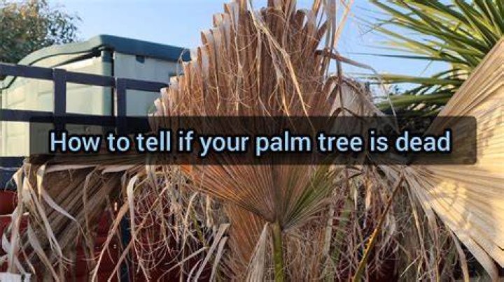 Can dead palm trees come back to life?