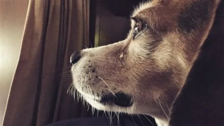 Can dogs cry if they are sad?