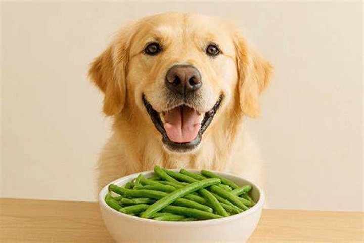 Can dogs eat green beans?
