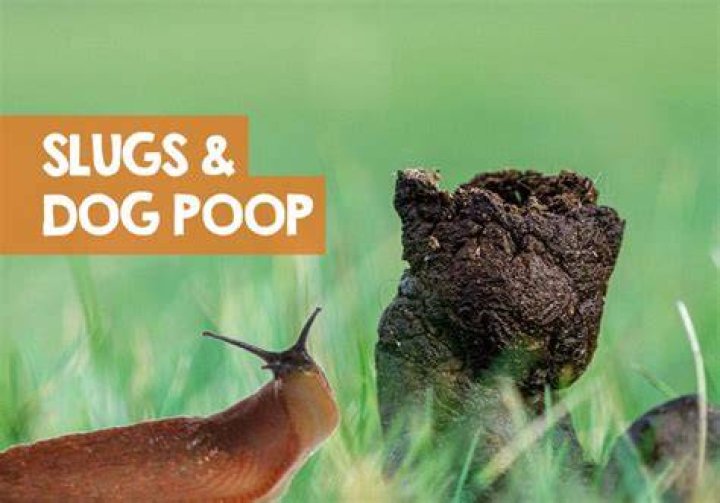 Can dogs poop out slugs?