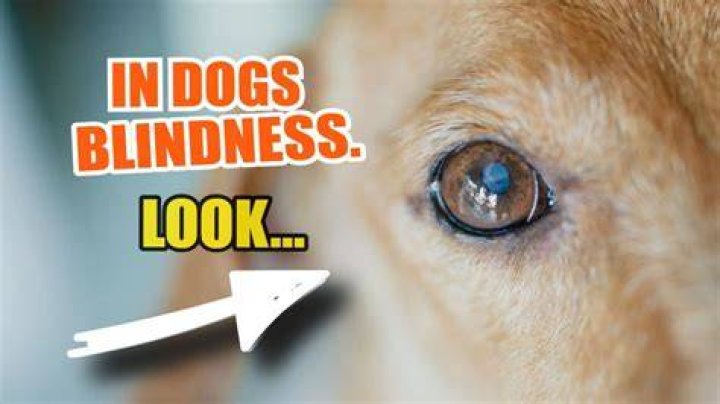 Can going blind be stopped?