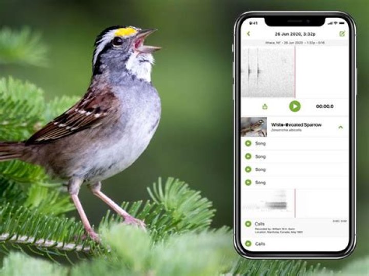 Can Google identify bird sounds?