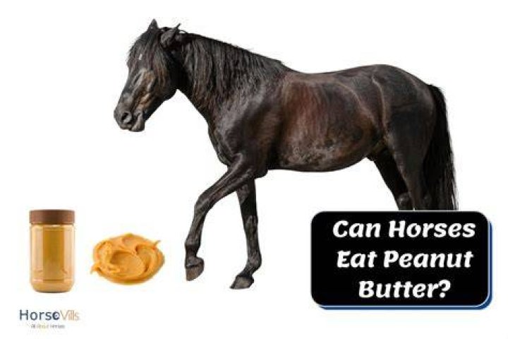 Can horses eat peanut?